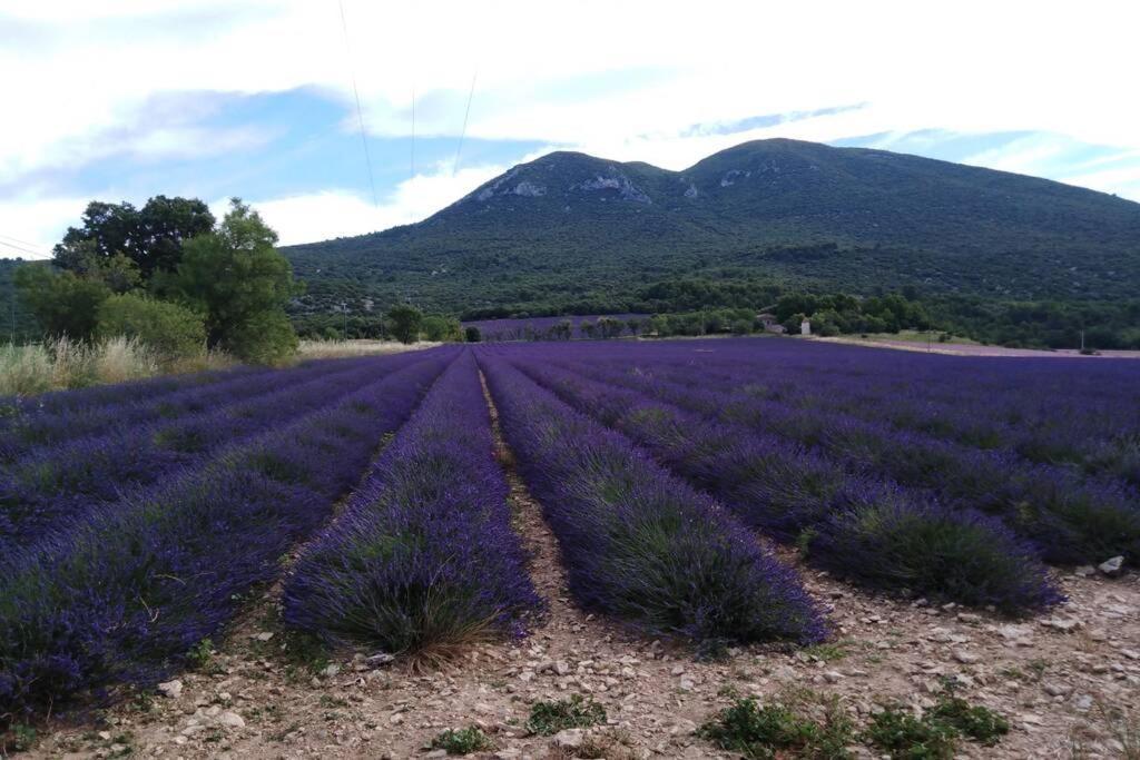 Villa Provencale Face Au Luberon Cabrières-dʼAvignon 外观 照片